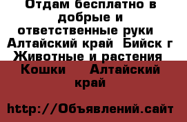 Отдам бесплатно в добрые и ответственные руки - Алтайский край, Бийск г. Животные и растения » Кошки   . Алтайский край